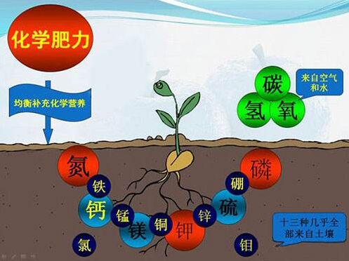 医用91免费看视频下载对作物缺素病的识别