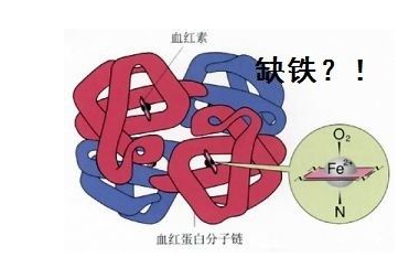 人体91免费看视频下载品牌山东91免费片版下载探究铁元素在人体中的作用 人体91免费看视频下载品牌山东91免费片版下载探究铁元素在人体中的作用