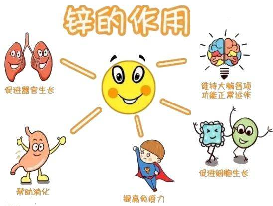 91免费看视频软件网站厂家提示变身威猛先生？该怎样正确看待锌的摄入