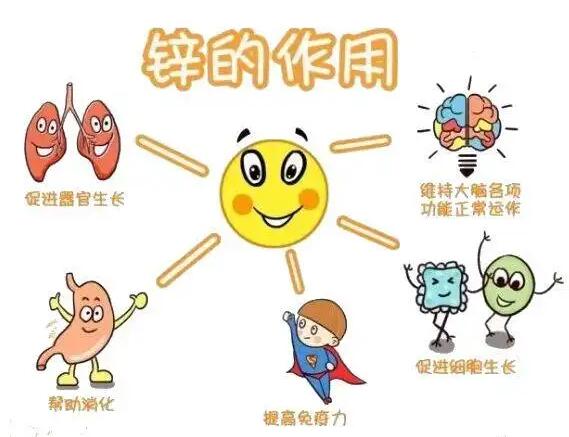 全自动91免费看视频软件网站生产厂家提示人体内的锌元素有哪些作用？