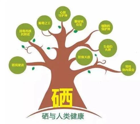 钙铁锌硒检测仪厂家提示什么叫有机硒和无机硒？科学补硒看看吧